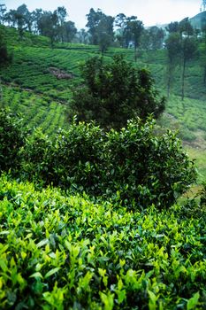 Sri lanka, Asia, Beautiful fresh green tea plantation