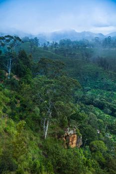 Fresh green tea plantation at Sri lanka