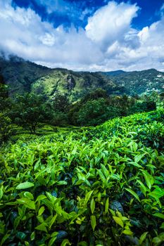 Fresh green tea plantation at Sri lanka