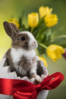 Baby bunny and egg, easter background