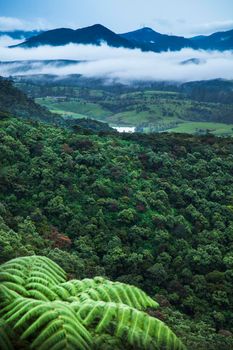 Sri lanka, Mist at Tropical Mountain