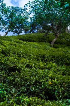 Sri lanka, Asia, Beautiful fresh green tea plantation