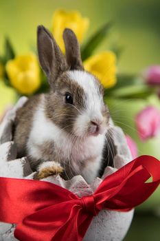 Spring baby bunny, happy easter background