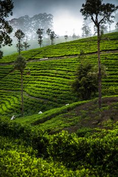 Sri lanka, Asia, Beautiful fresh green tea plantation