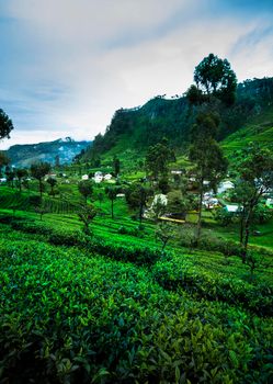 Sri lanka, Asia, Beautiful fresh green tea plantation