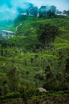 Sri lanka, Asia, Beautiful fresh green tea plantation