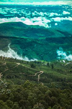 Sri lanka, Asia, Beautiful fresh green tea plantation