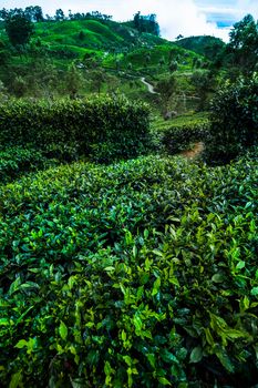 Fresh green tea plantation at Sri lanka