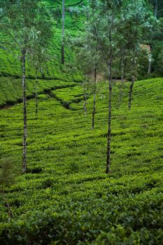 Sri lanka, Asia, Beautiful fresh green tea plantation