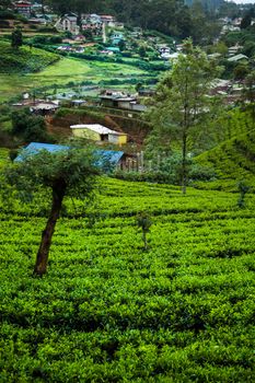 Field of green tea plantation