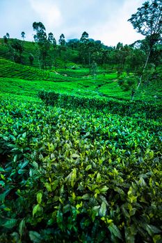 Close up of fresh tea leaves