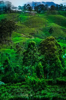 Fresh green tea plantation at Sri lanka