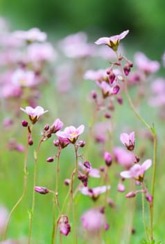 Delicate white pink flowers of Saxifrage moss in spring garden. Floral background