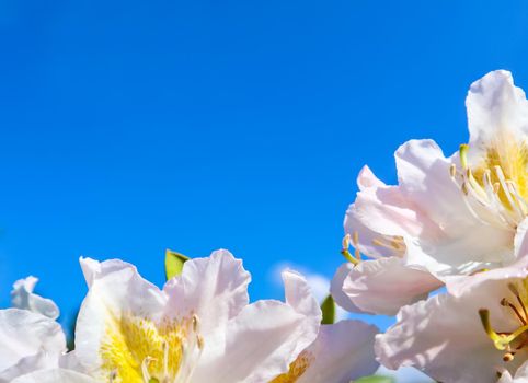 Beautiful flowers of Rhododendron 'Cunningham's White' on the background of blue sky