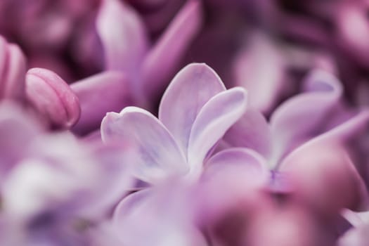 Blooming branch of purple terry Lilac in the spring garden