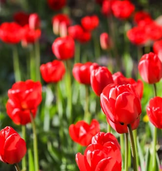 Floral background, a lot of red tulips in the garden. Flowers backdrop for holiday brand design. Botanical concept