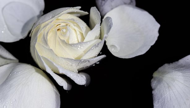 White rose and petals on the water. Aromatherapy and spa concept