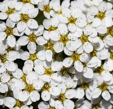 Thunberg Spirea (Spiraea Thunbergii) bush in blossom. Background of white flowers