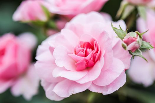 Soft pink rose Bonica with buds in the garden. Perfect for background of greeting cards for birthday, Valentine's Day and Mother's Day