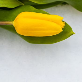 Yellow tulip with green leaves on a white natural snow background. Spring holiday concept. Space for your text