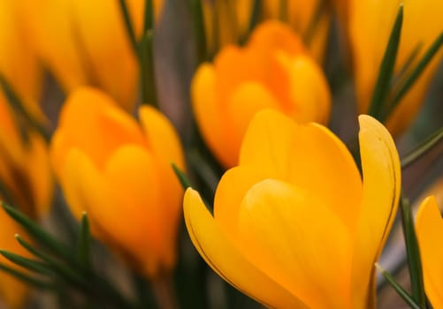 Abstract floral background, yellow crocus flowers. Macro flowers backdrop for holiday brand design