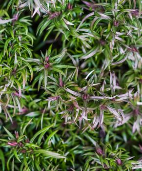 Green background of long spreading stems, foliage and buds of Creeping Phlox flowers in the garden. Nature background, botanical concept