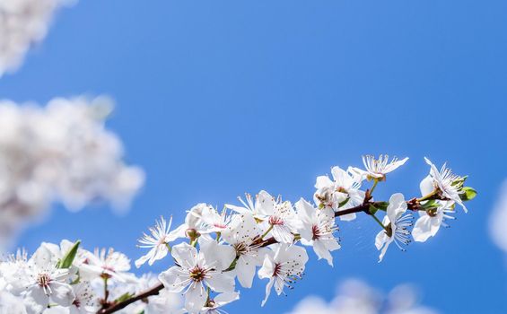 Cherry blossoms in spring. Beautiful white flowers against blue sky