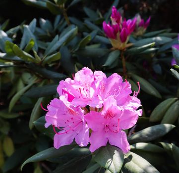 Blooming pink rhododendron flower in spring. Gardening concept. Flower background