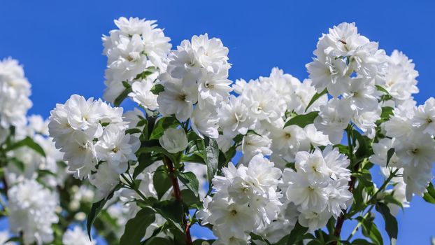White terry jasmine flowers in the garden against blue sky. Floral background