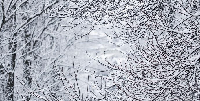 Snowing landscape, winter holiday concept - Fairytale fluffy snow-covered trees branches, nature scenery with white snow and cold weather. Snowfall in winter park. Soft focus