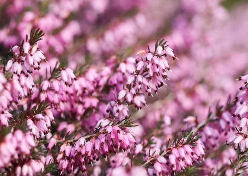 Pink Erica carnea flowers (winter Heath) in the garden in early spring. Floral background, botanical concept