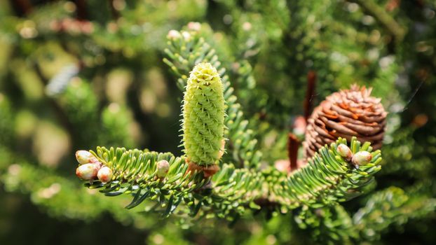 A branch of Korean fir with young cone in spring garden