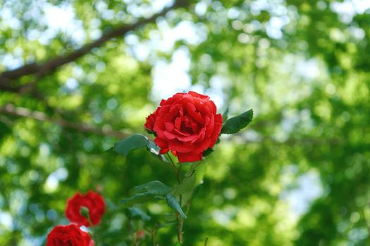 Beautiful red rose on blurred background