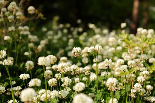 Beautiful white clover flowers on blurred background