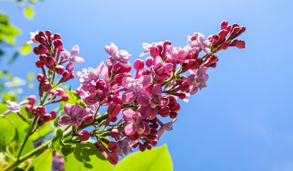 Flowering branch of lilac on a background of blue sky in spring garden