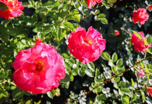 Beautiful red rose with dew drops in the garden in sunny day. Perfect background of greeting cards