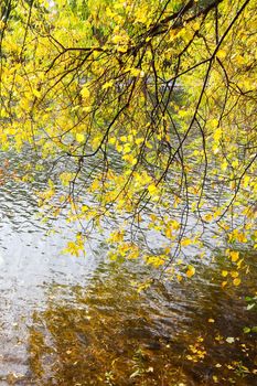 Bright yellow leaves on the branches above the water on a sunny autumn day. Autumn background