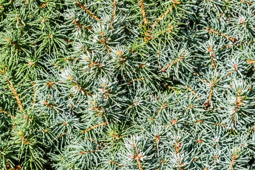 Closeup green leaves of decorative evergreen coniferous tree Canadian spruce Picea glauca with drops of water after the rain. Natural background