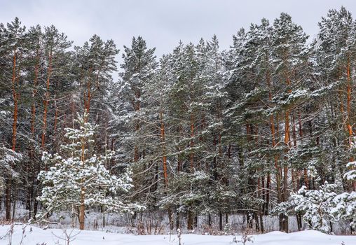 Snowy winter forest with beautiful pine trees. Winter landscape