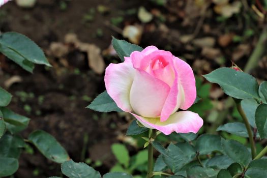 Beautiful pink rose on blurred background