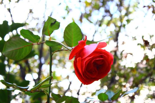 Beautiful red rose on green blurred background