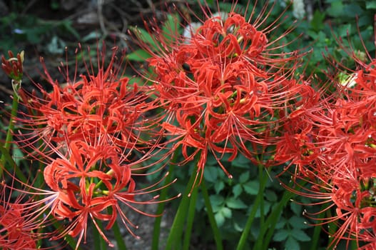 Beautiful red spider lilies on blurred background