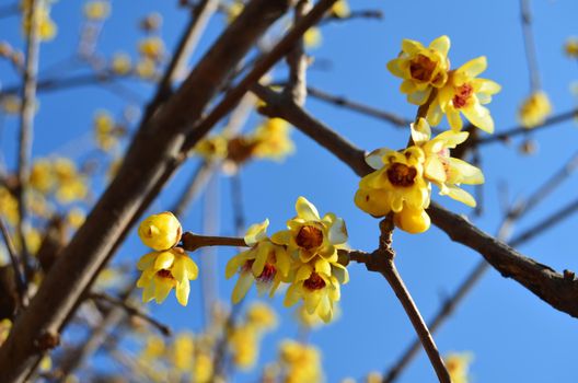 Beautiful yellow flowers on branches against blue sky