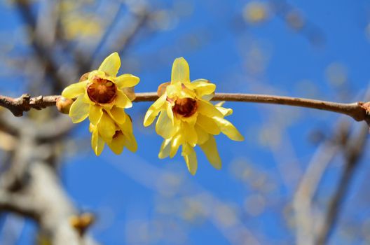 Beautiful yellow flowers on branches against blue sky