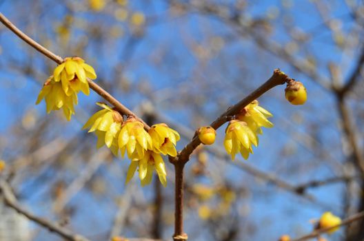 Beautiful yellow flowers on branches against blue sky