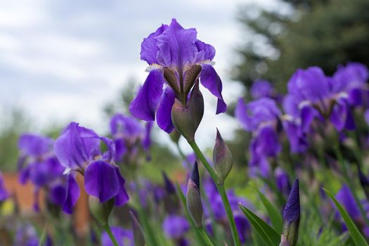 Selective focus, purple iris flower against sky background. Concept of nature background or home gardening