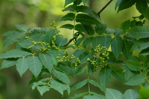 Beautiful green leaves on blurred background