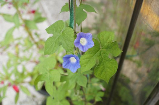 Beautiful purple flowers on blurred background