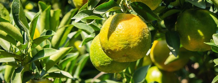 Fresh ripe tangerine mandarin orange on the tree in the orange garden orchard with backlight of sun.