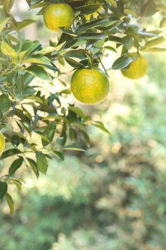 Fresh ripe tangerine mandarin orange on the tree in the orange garden orchard with backlight of sun.